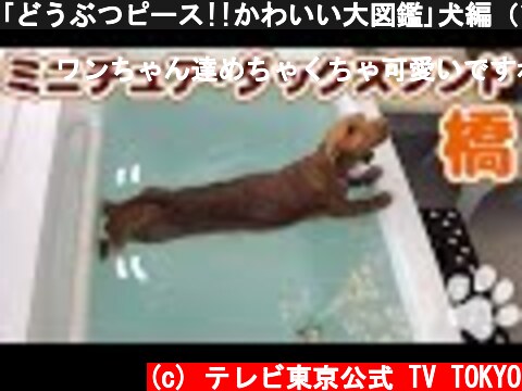 ｢どうぶつピース!!かわいい大図鑑｣犬編（124）お風呂に橋をかけるミニチュア・ダックスフンド  (c) テレビ東京公式 TV TOKYO